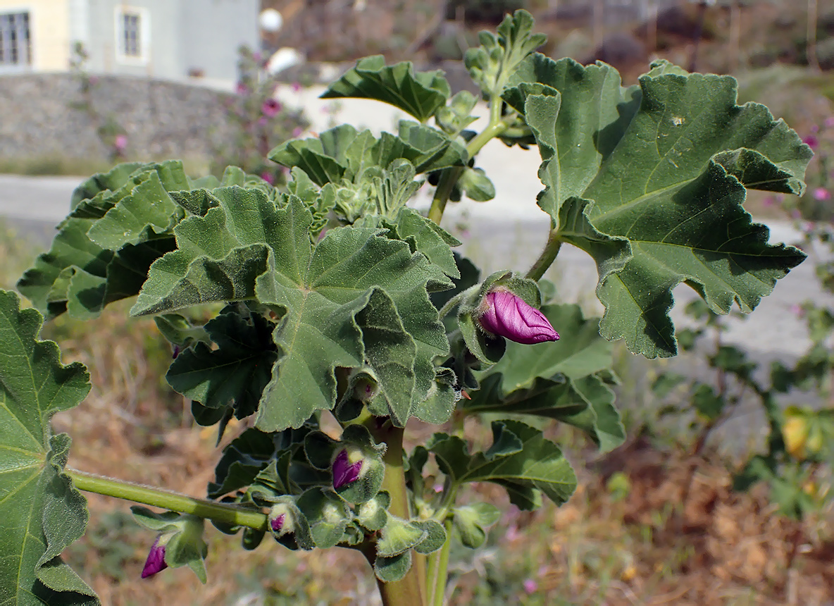 Image of Malva arborea specimen.