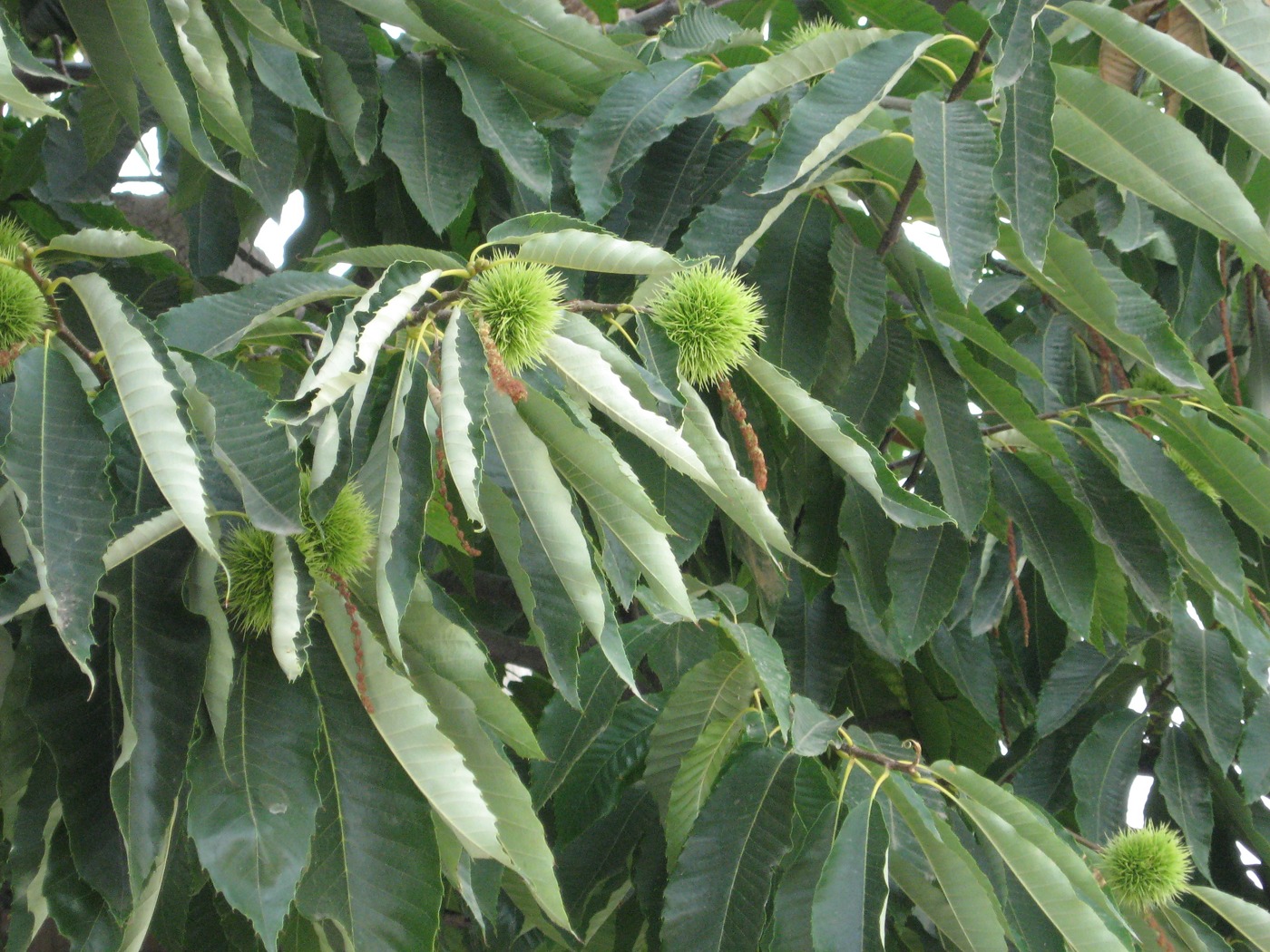 Image of Castanea sativa specimen.