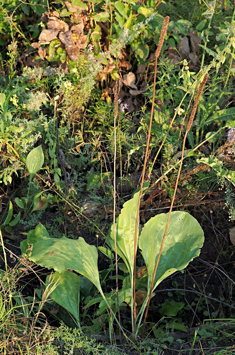 Изображение особи Plantago maxima.