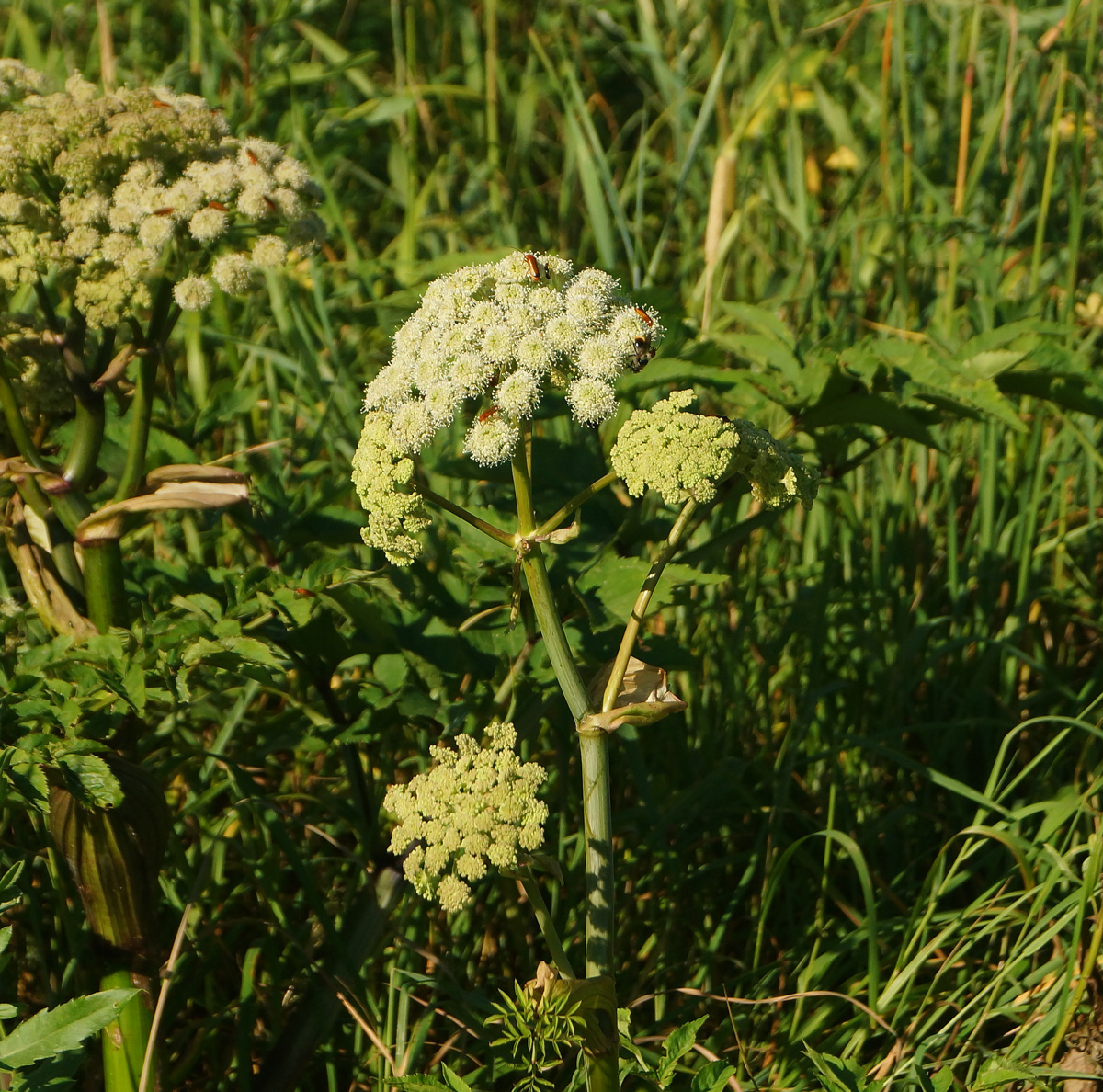 Image of Angelica sylvestris specimen.