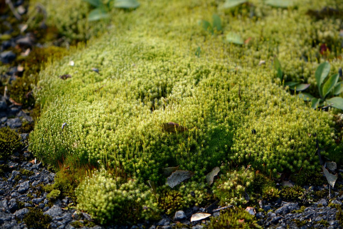 Image of Niphotrichum canescens specimen.