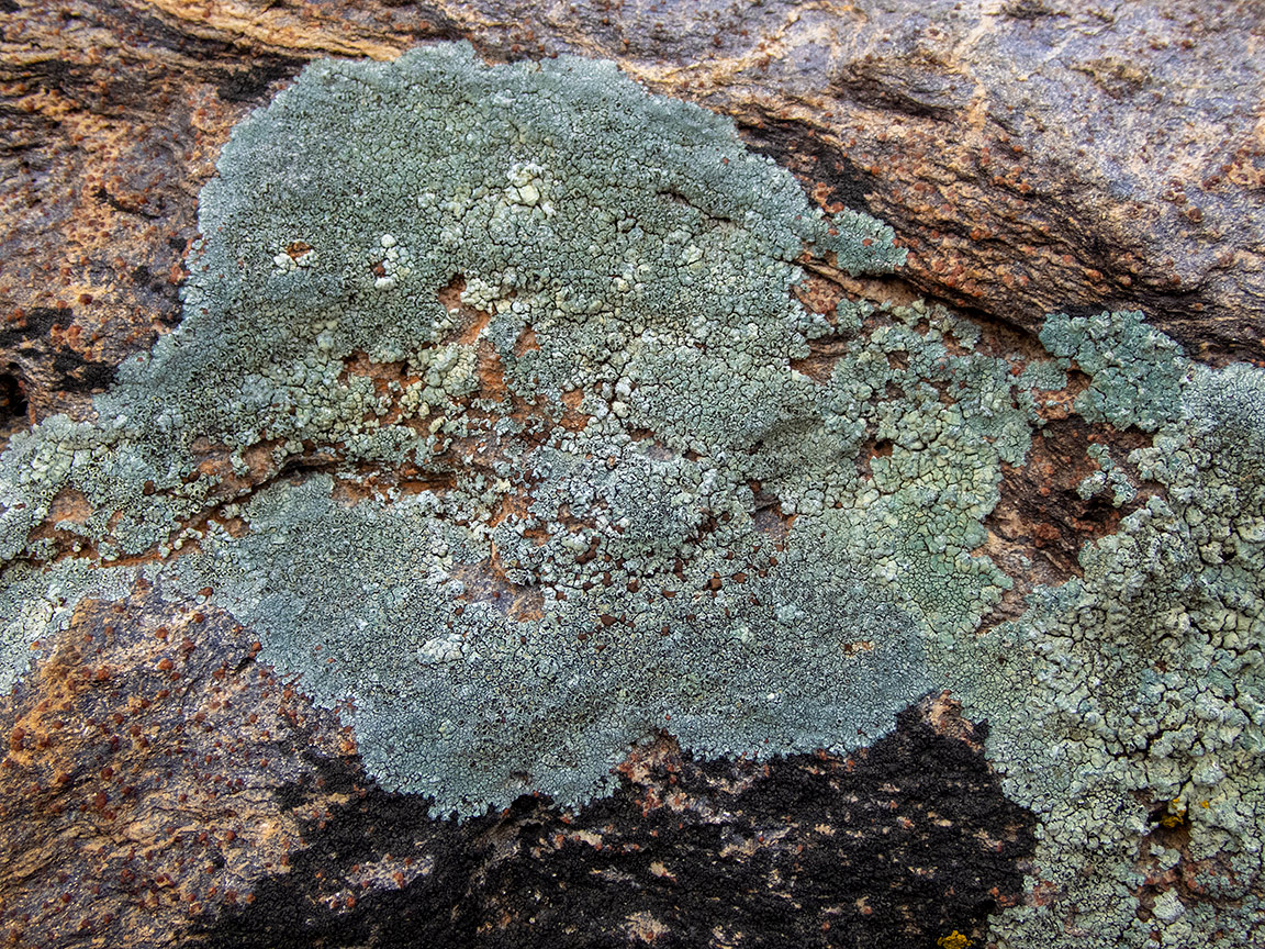 Image of class Lecanoromycetes specimen.