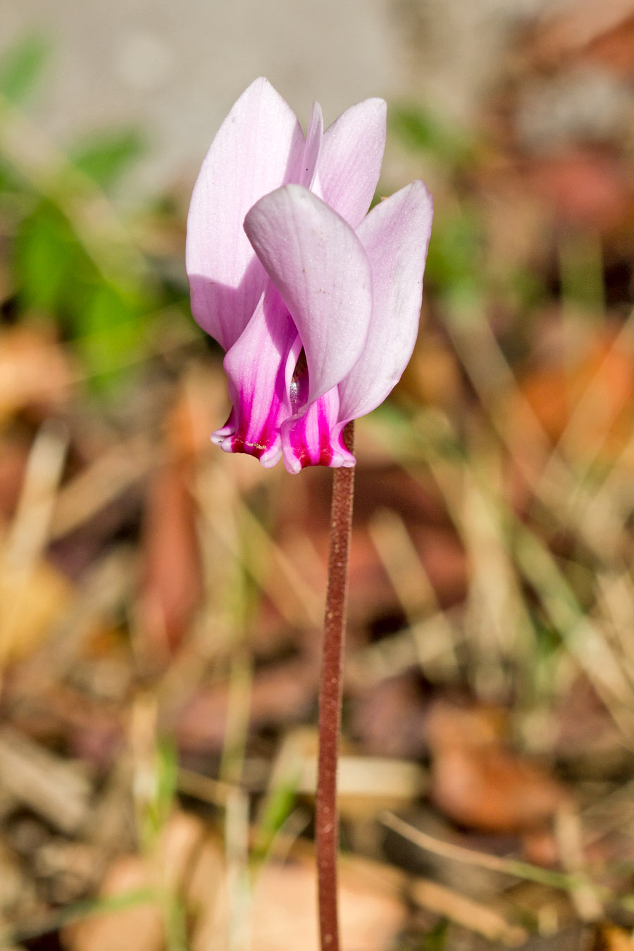 Image of Cyclamen hederifolium ssp. confusum specimen.