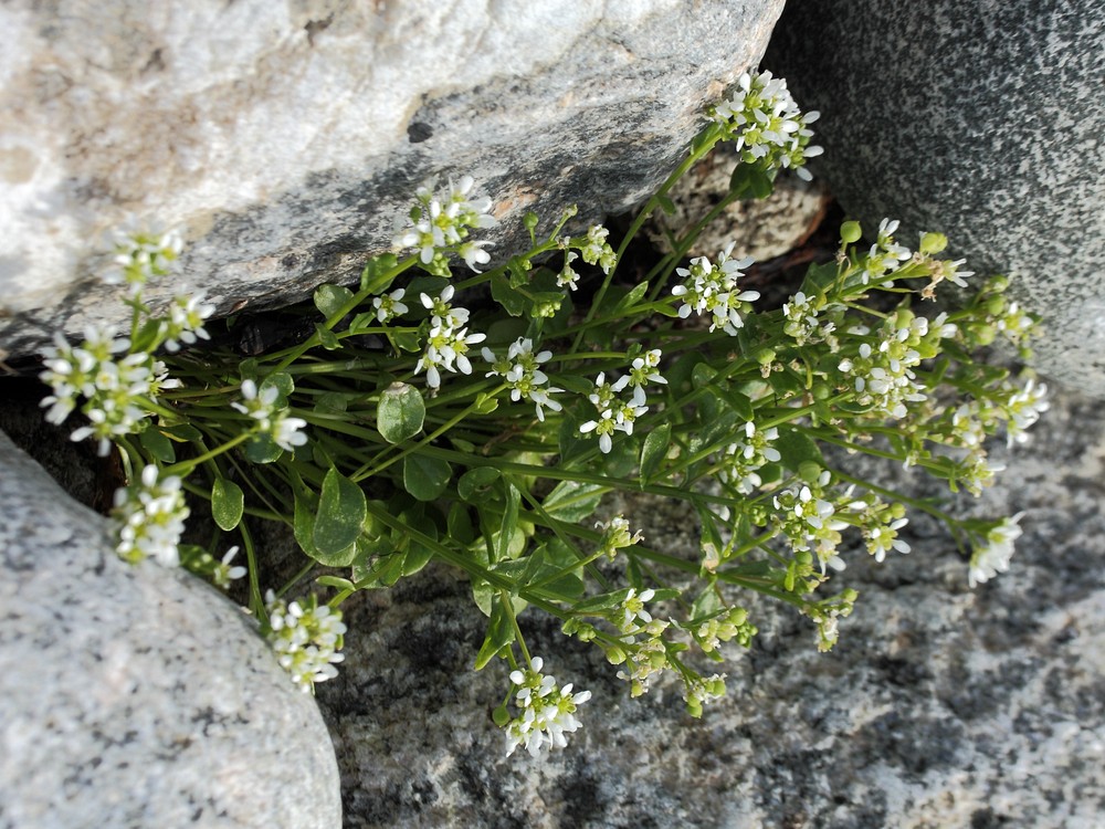 Изображение особи Cochlearia officinalis ssp. norvegica.
