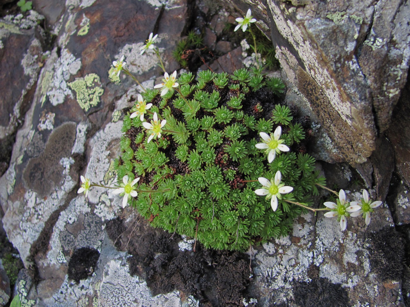 Изображение особи Saxifraga moschata.