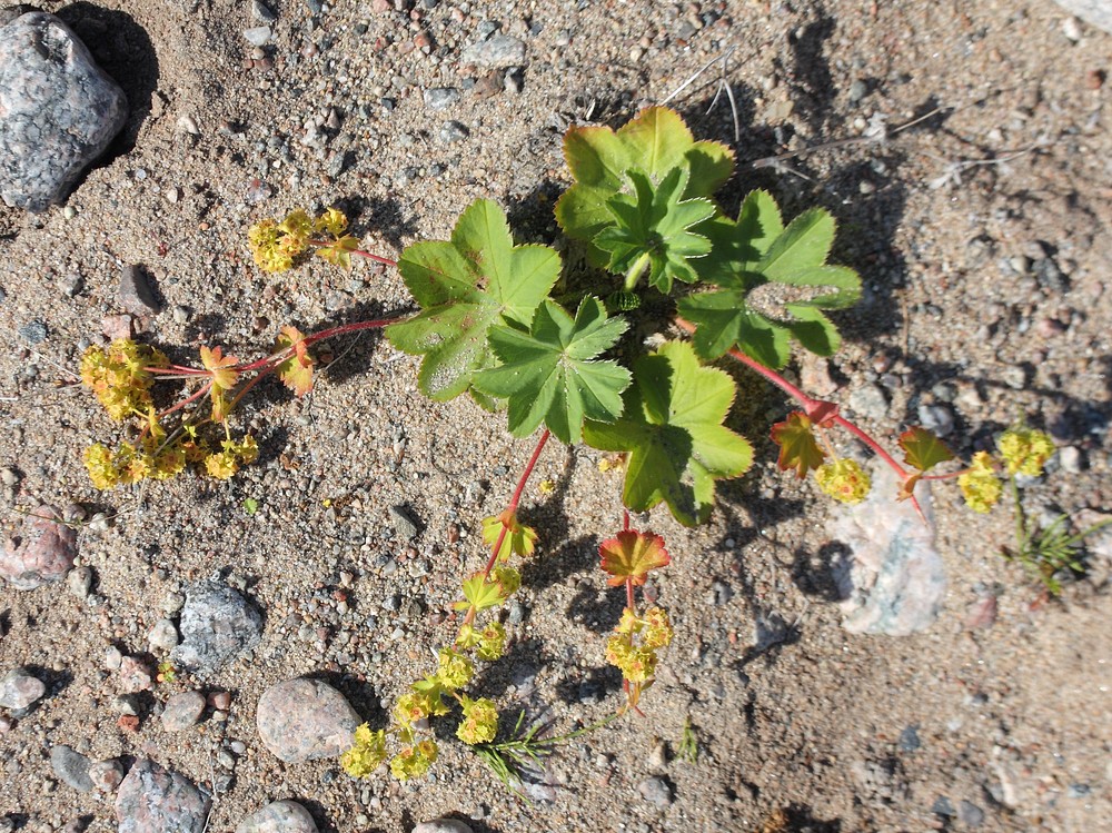 Image of Alchemilla conglobata specimen.