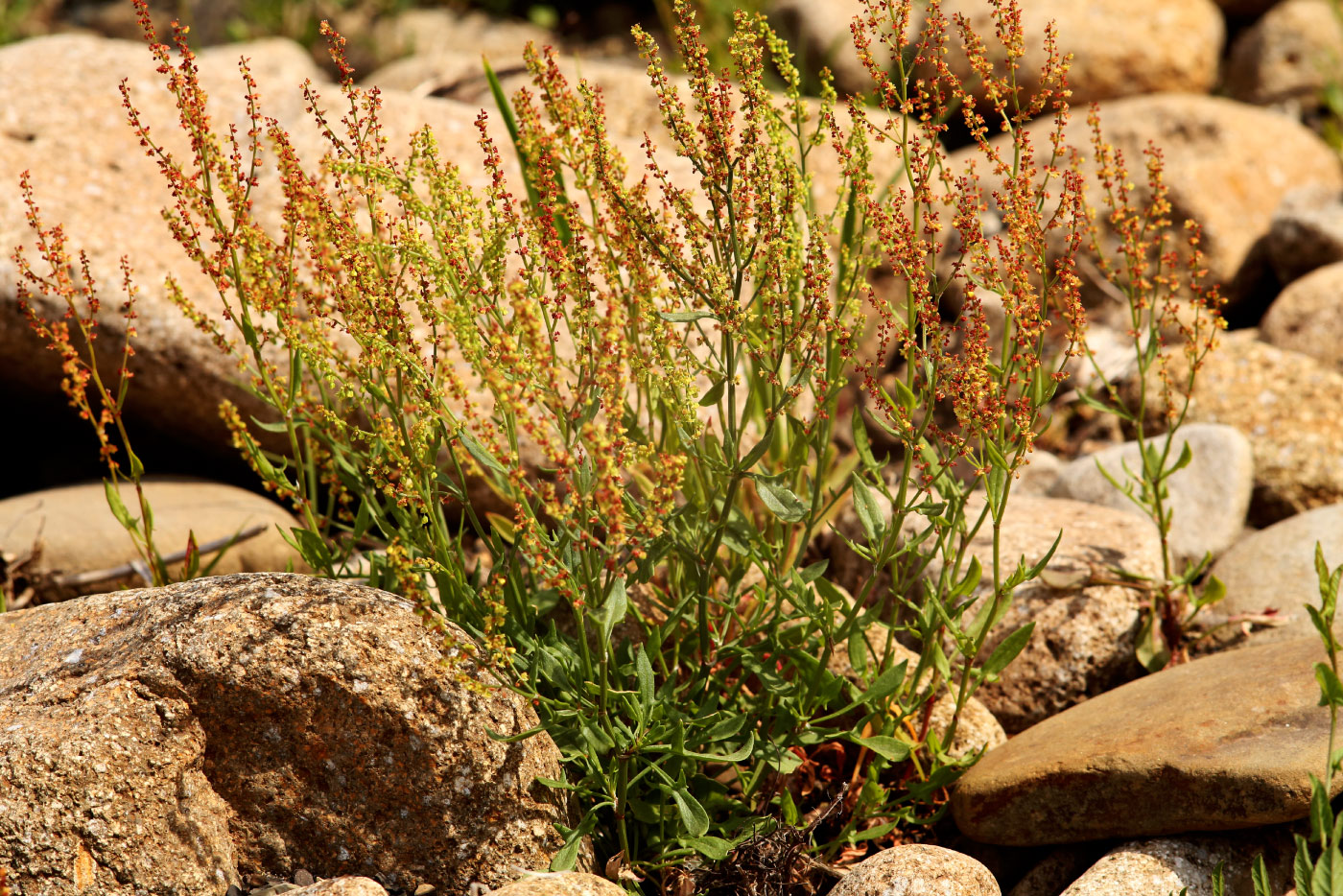 Image of Rumex acetosella specimen.