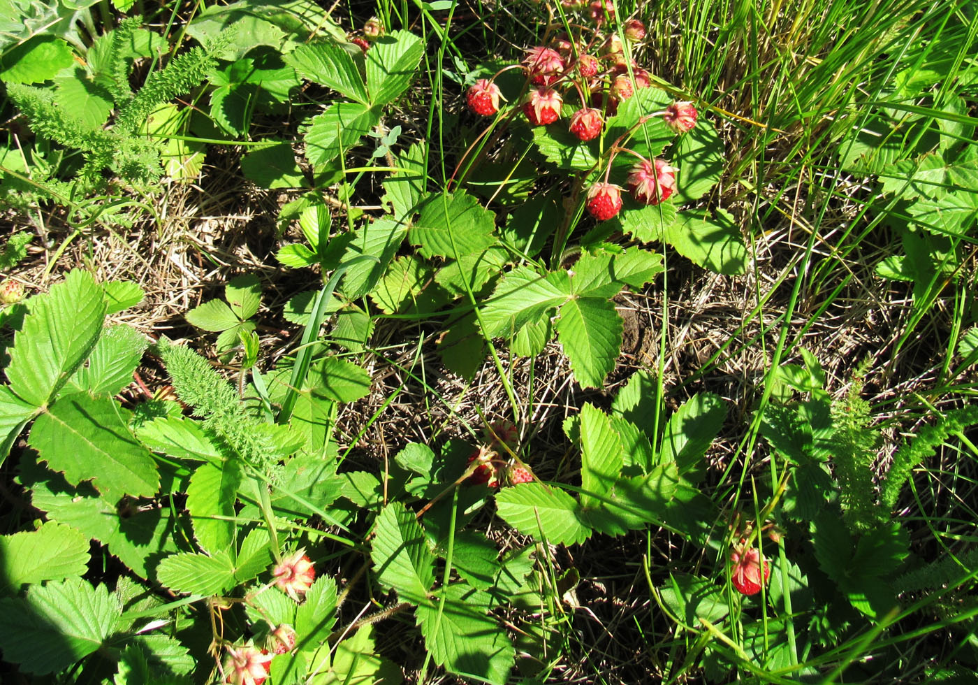 Изображение особи Fragaria viridis.