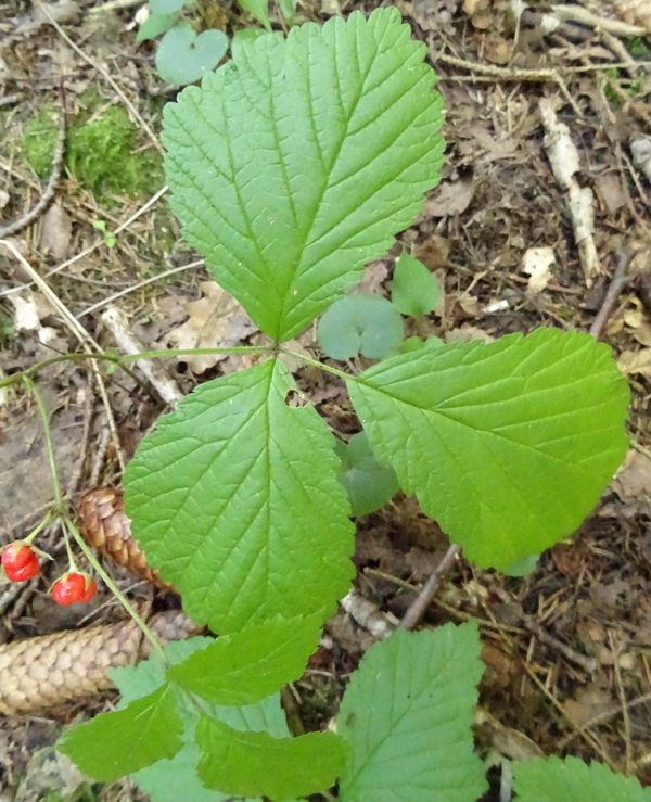 Изображение особи Rubus saxatilis.