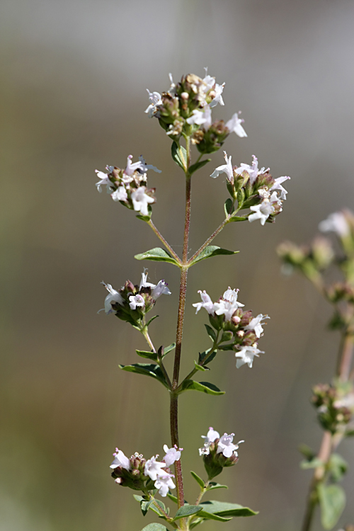 Image of Origanum tyttanthum specimen.