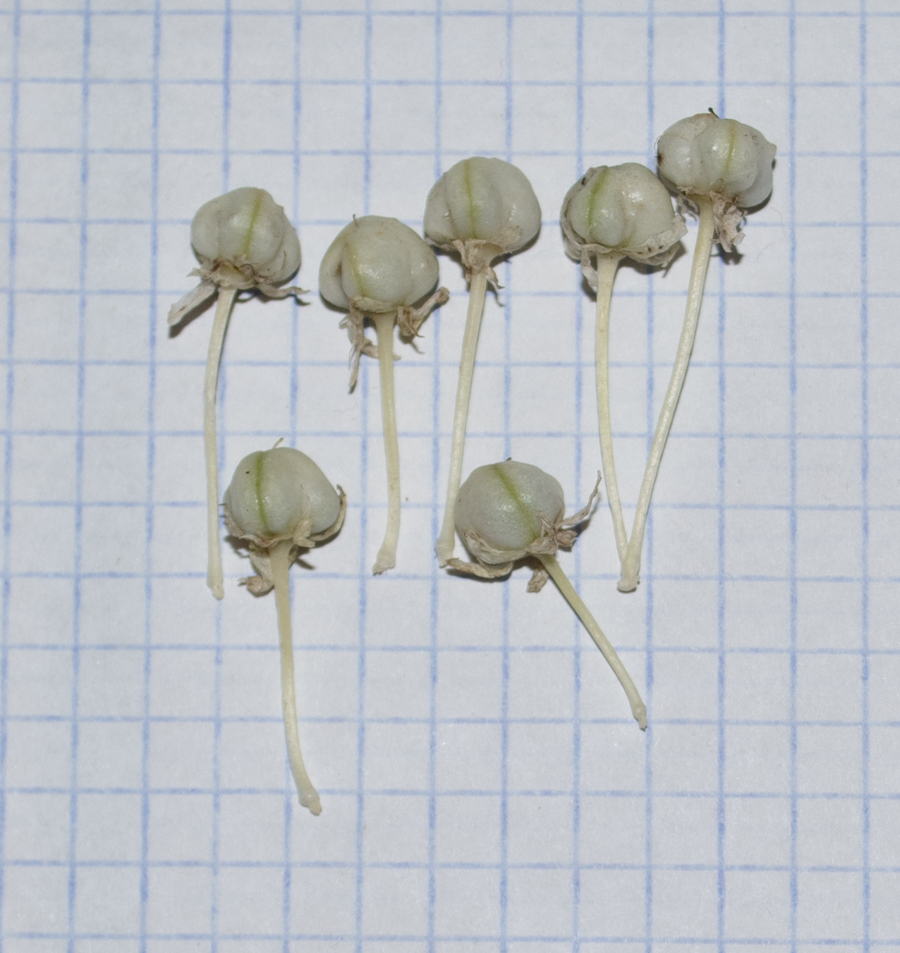 Image of Allium israeliticum specimen.