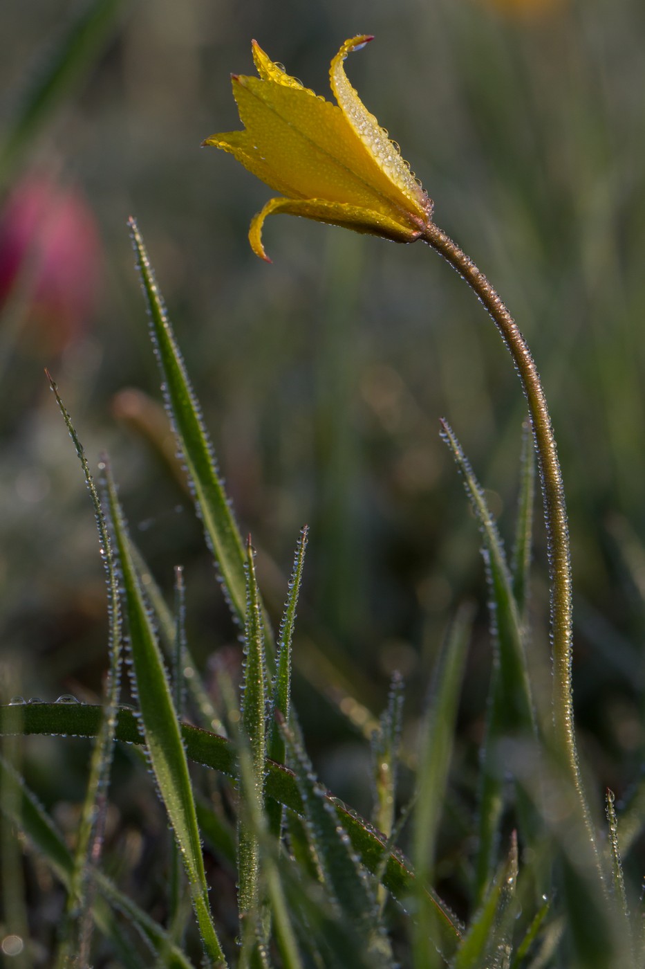 Изображение особи Tulipa biebersteiniana.