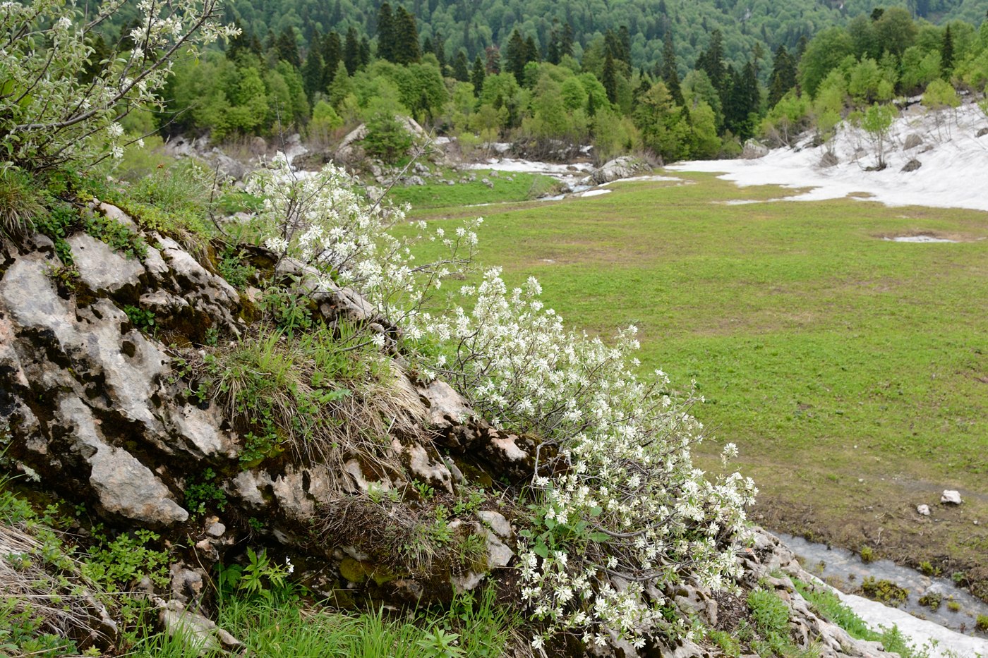 Image of Amelanchier ovalis specimen.