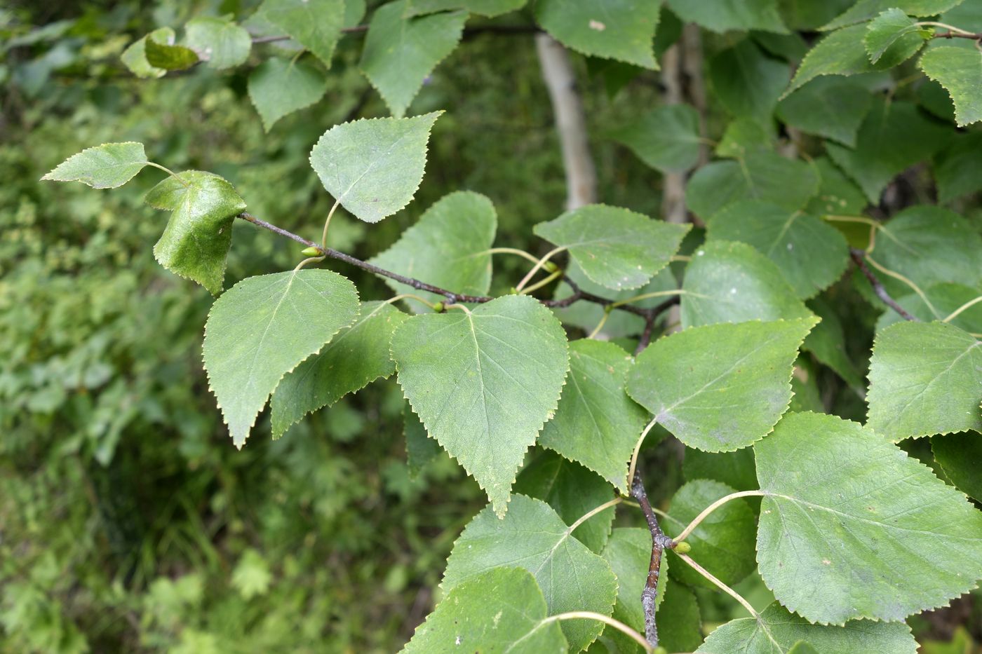 Изображение особи Betula ermanii.