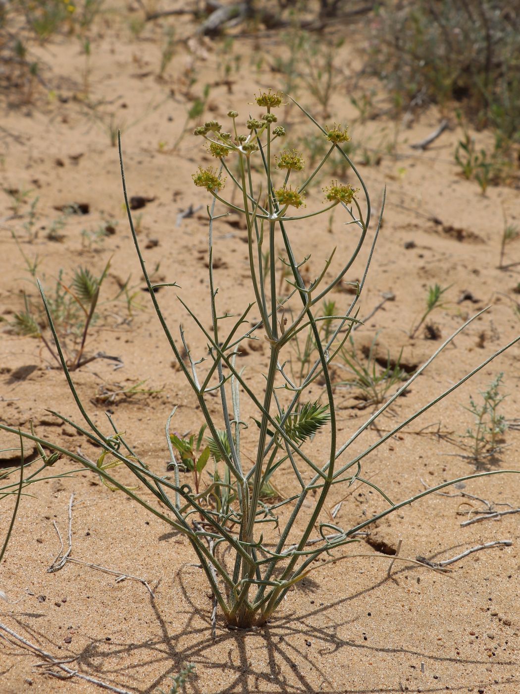 Image of Ferula karelinii specimen.