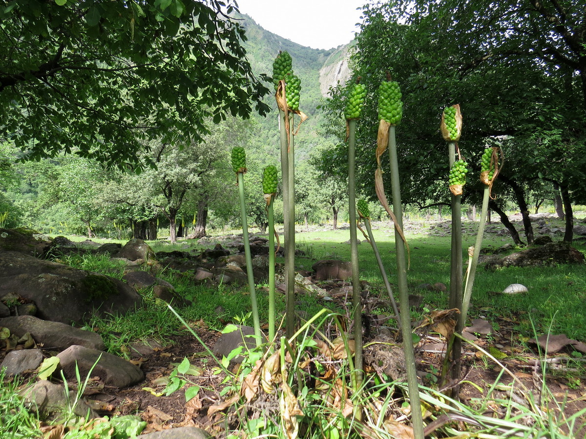 Image of Arum korolkowii specimen.