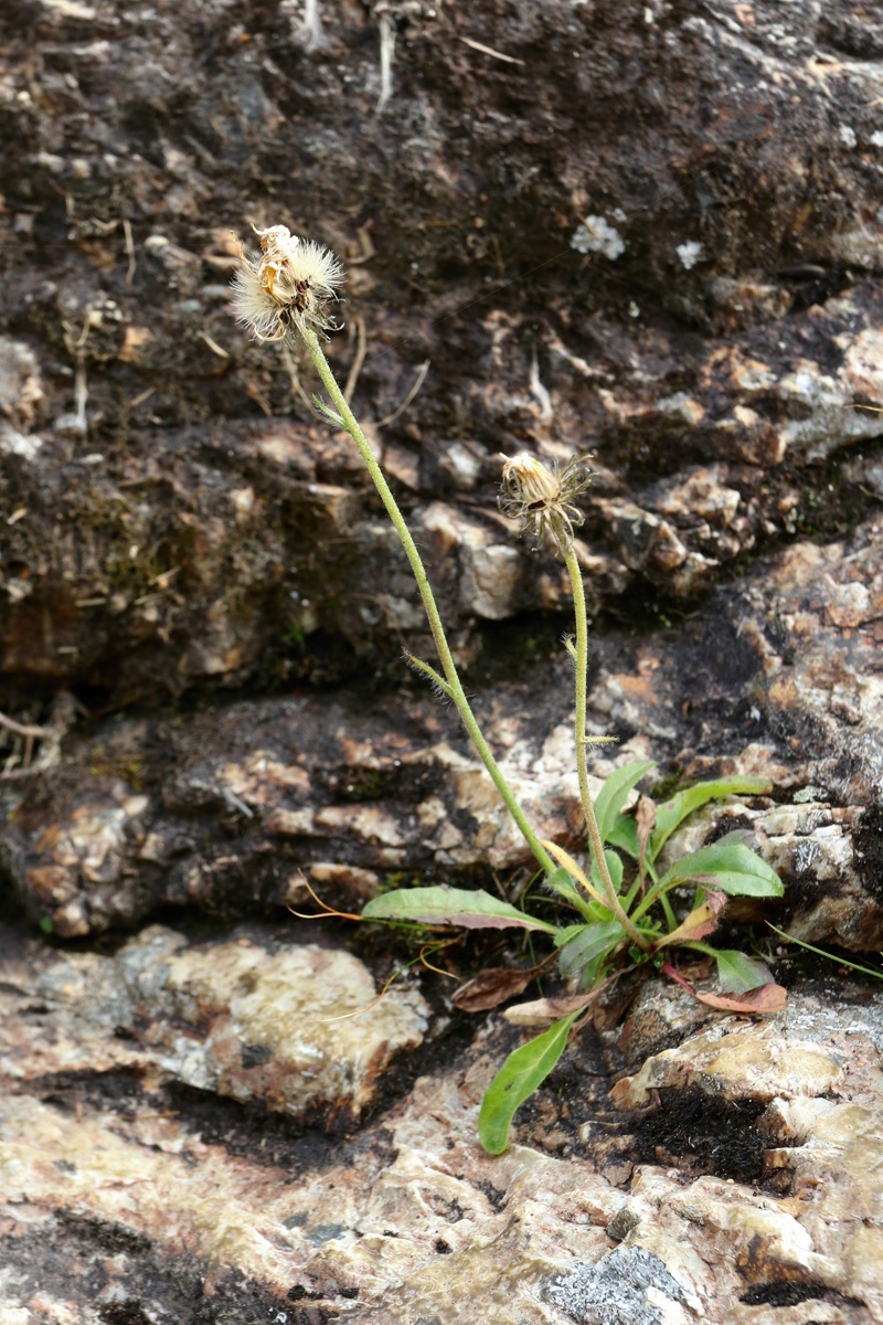 Изображение особи род Hieracium.