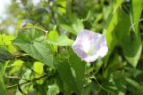 Calystegia spectabilis