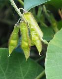 Pueraria lobata. Незрелые плоды. Абхазия, г. Сухум, пустырь возле железной дороги. 25.09.2022.