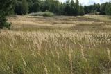 Calamagrostis epigeios. Аспект плодоносящих растений на суходольном лугу. Псковская обл., Невельский р-н, окр. дер. Дубище. 18.09.2022.