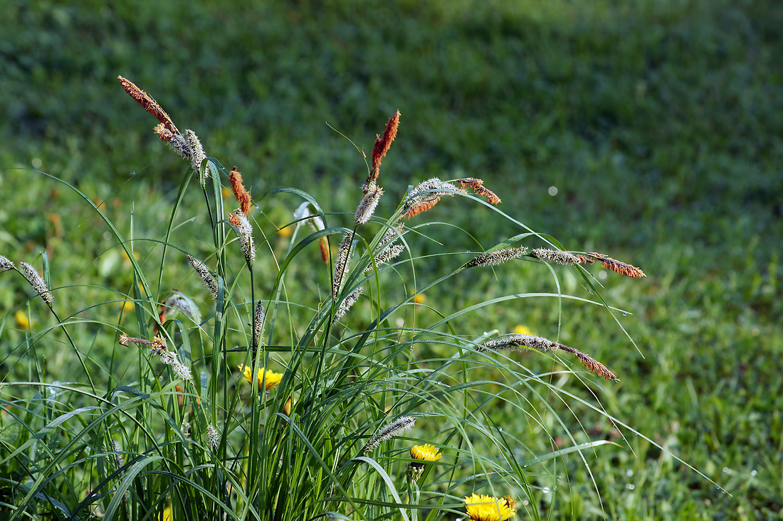 Изображение особи Carex acuta.