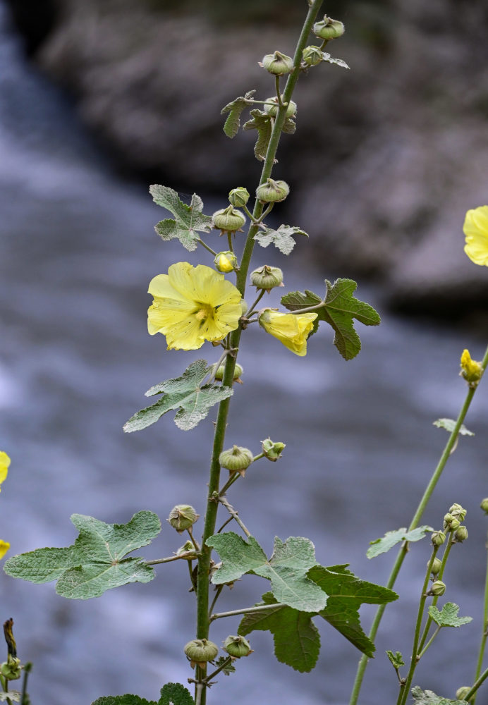 Изображение особи Alcea rugosa.