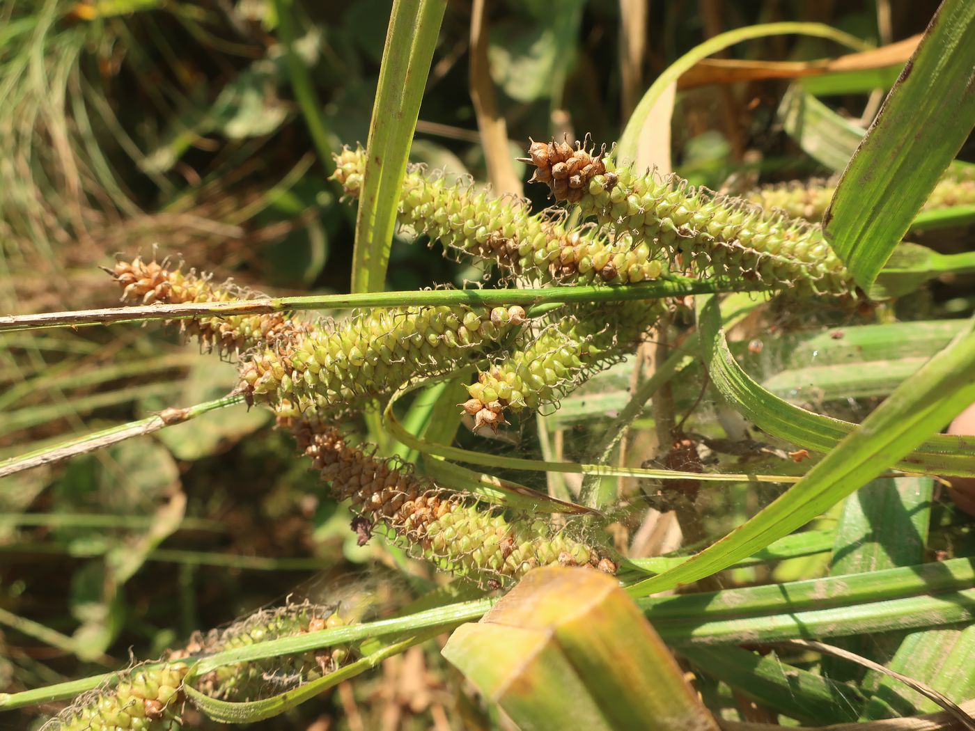 Image of Carex rhynchophysa specimen.