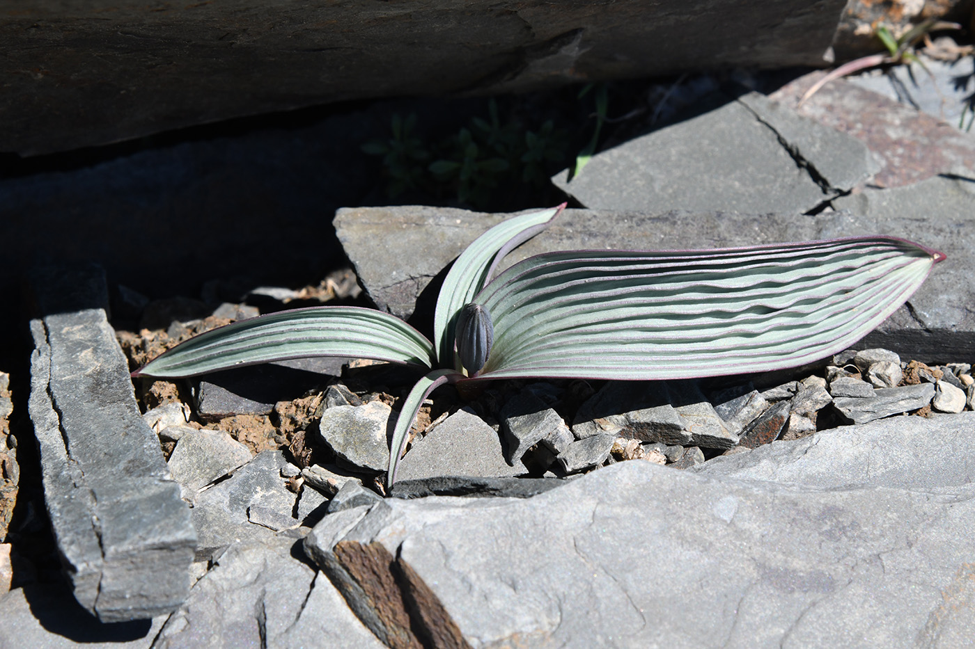 Image of Tulipa regelii specimen.