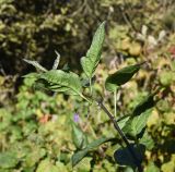 Solanum dulcamara. Верхушка побега с цветком. Калужская обл., Спас-Деменский р-н, окр. дер. Вдовец, заросли вдоль р. Вдовчанка. 10 сентября 2022 г.