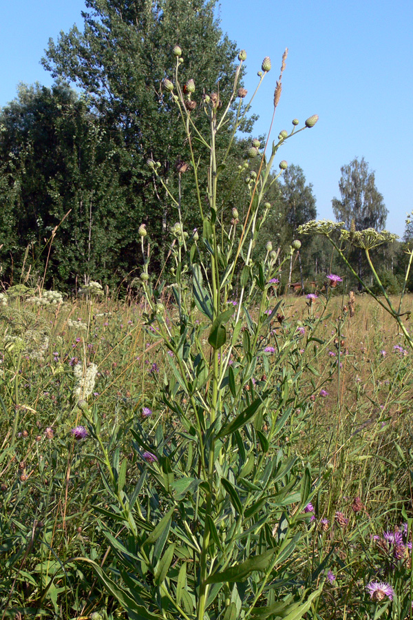 Изображение особи Cirsium setosum.