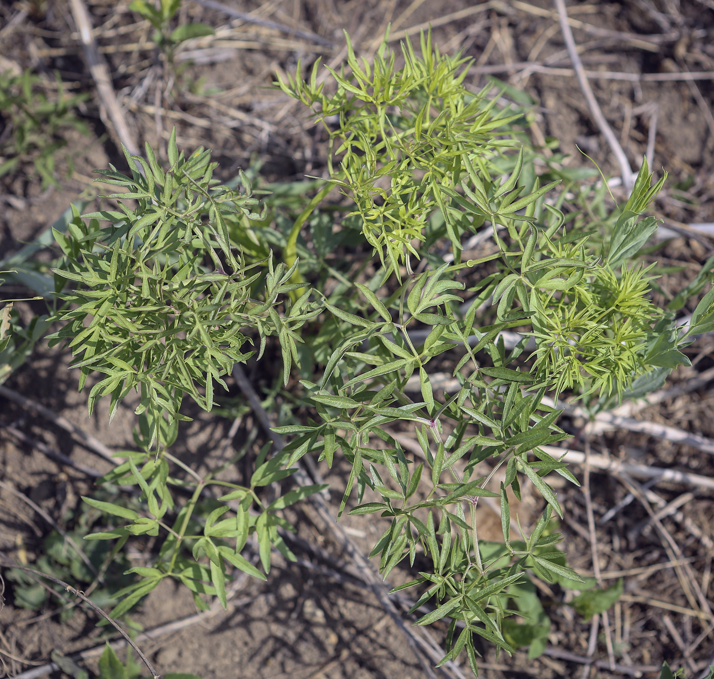 Изображение особи Cenolophium fischeri.