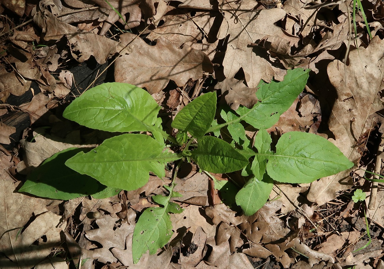 Image of Lactuca chaixii specimen.