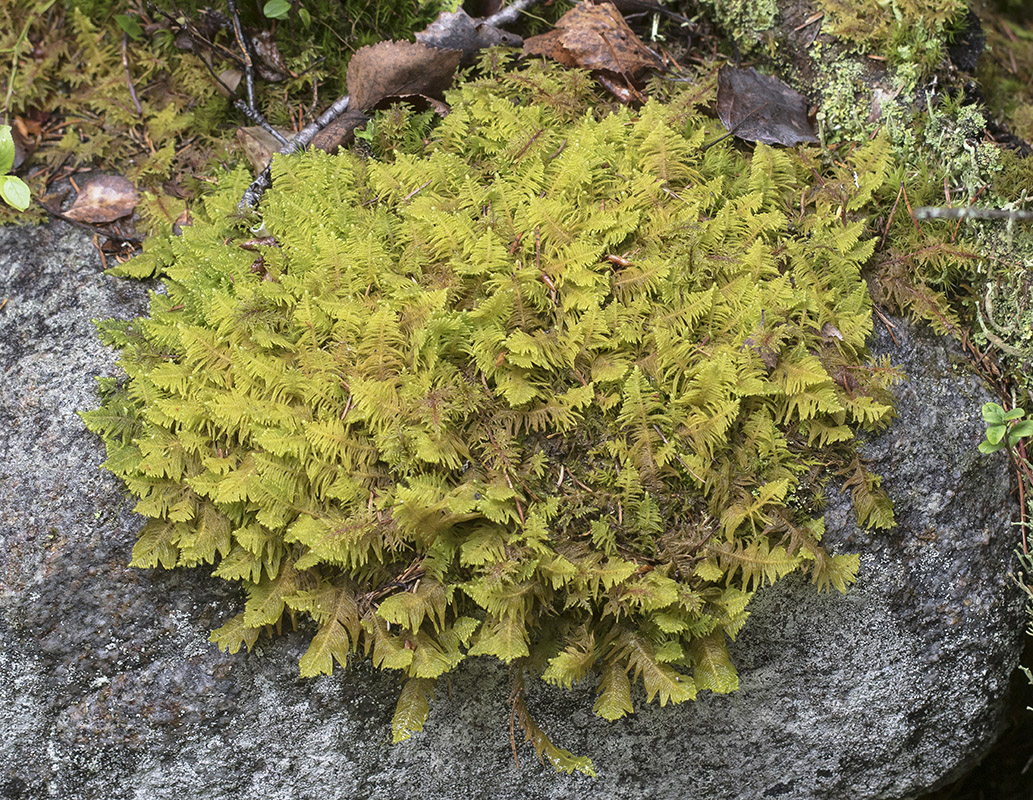 Изображение особи Ptilium crista-castrensis.