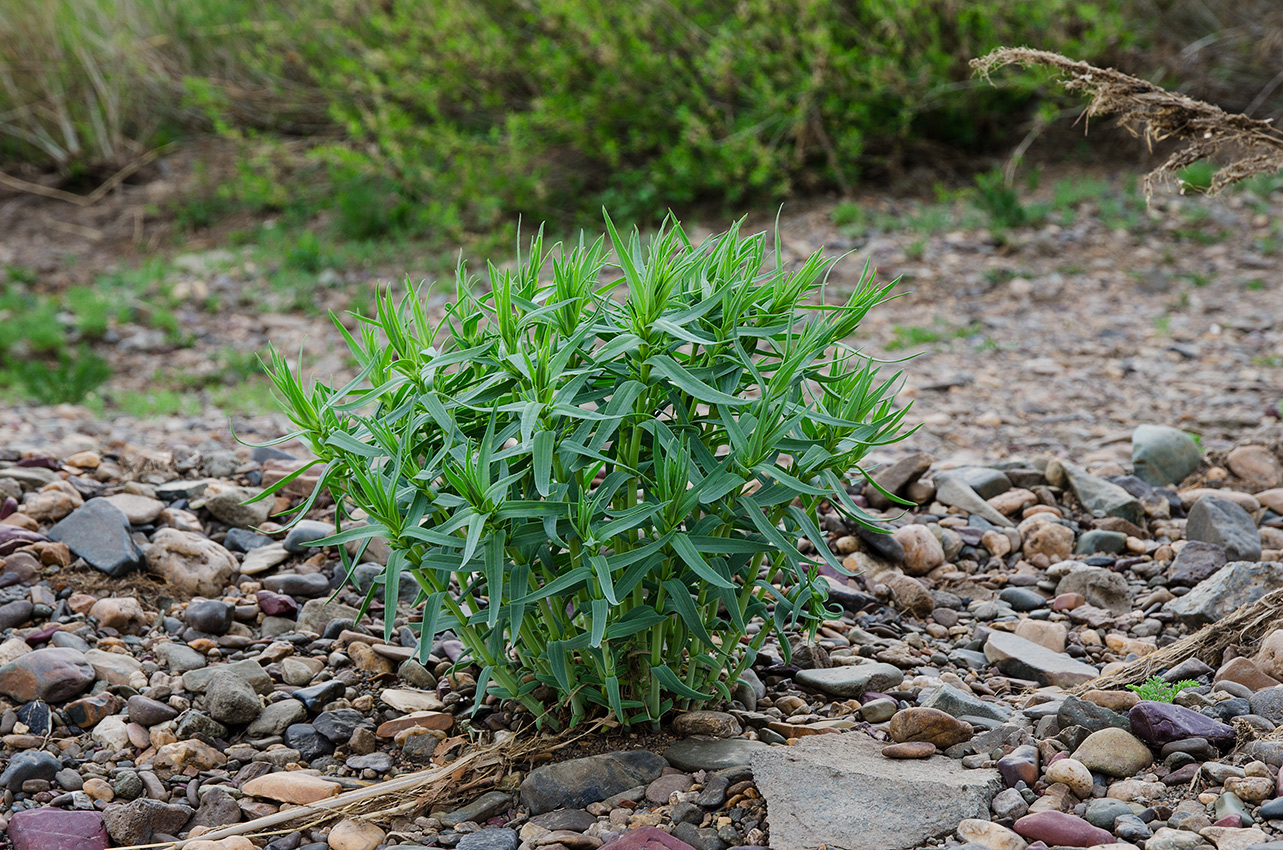 Image of genus Gypsophila specimen.