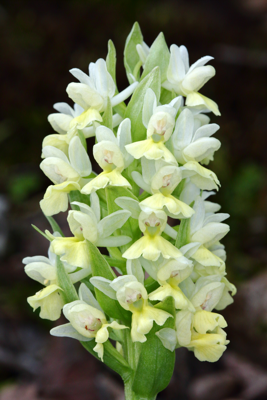 Изображение особи Dactylorhiza romana ssp. georgica.