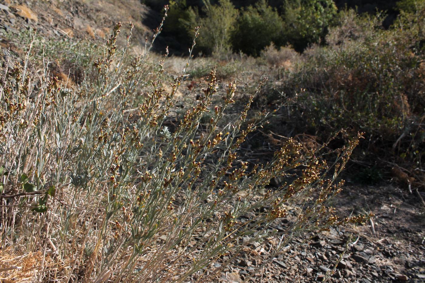 Image of genus Artemisia specimen.