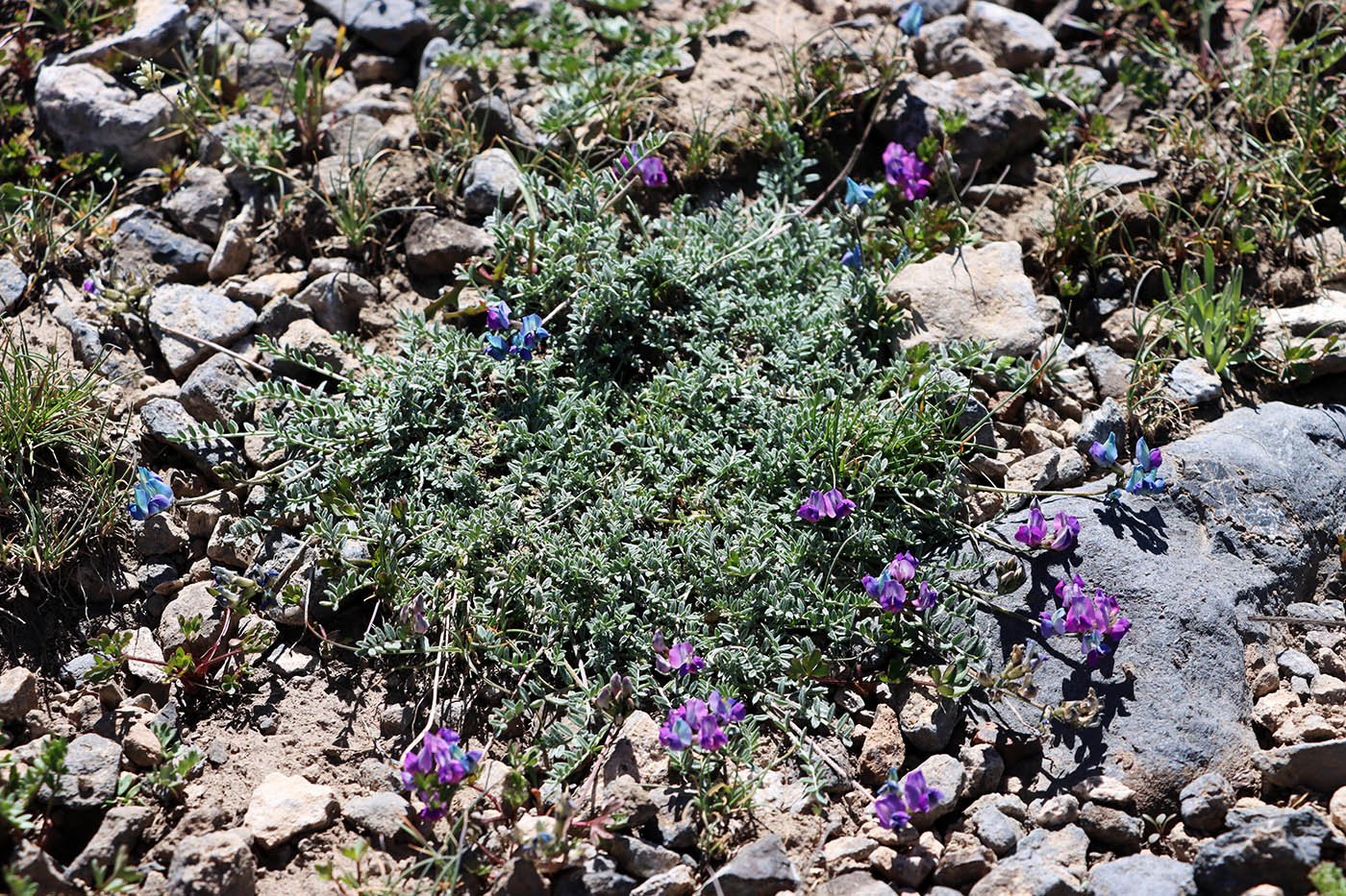 Image of Oxytropis savellanica specimen.