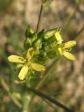 Sisymbrium altissimum