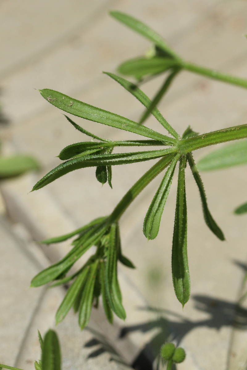 Изображение особи Galium aparine.