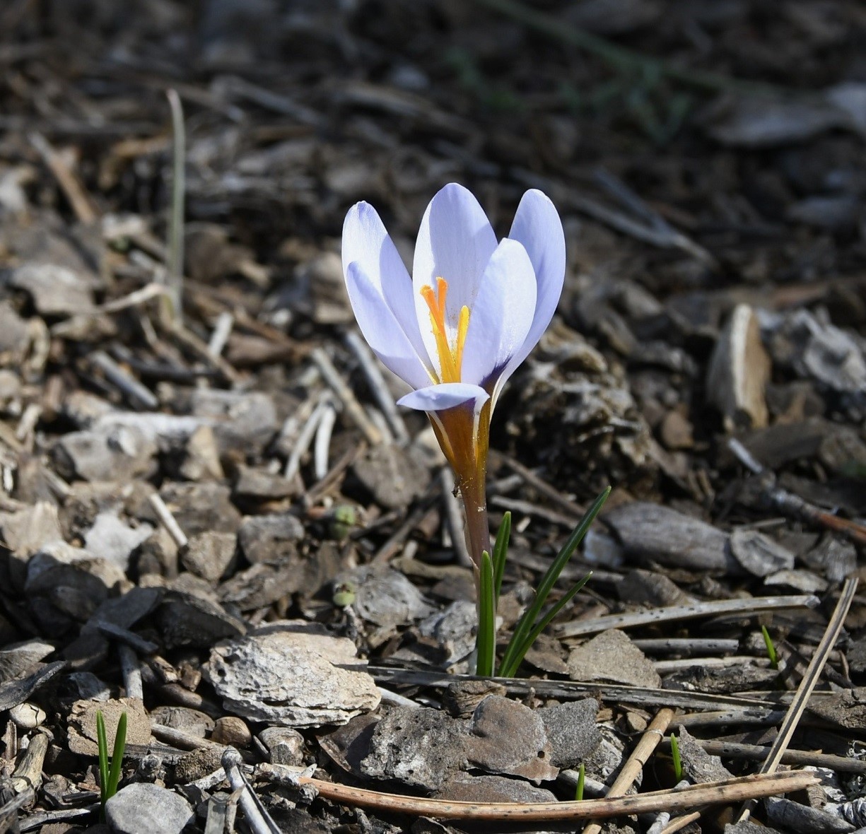 Изображение особи Crocus cyprius.