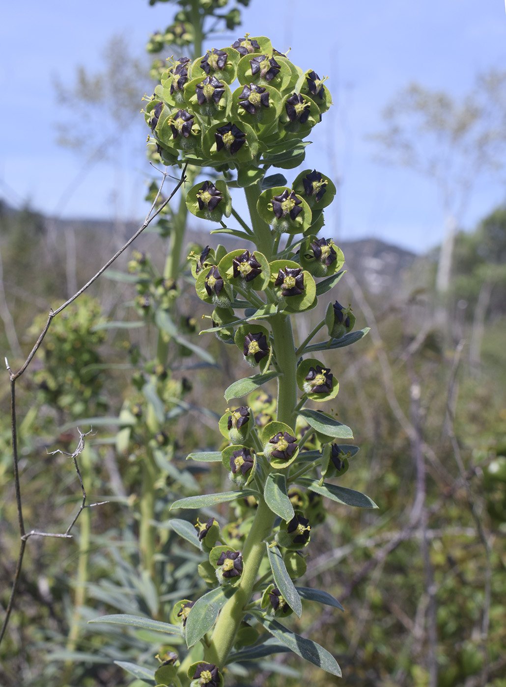 Изображение особи Euphorbia characias.