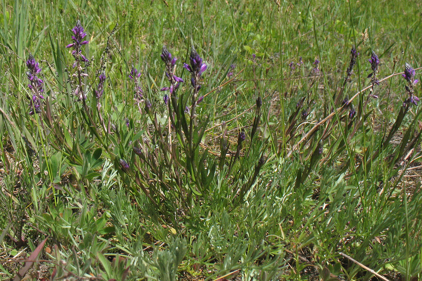 Image of Polygala comosa specimen.