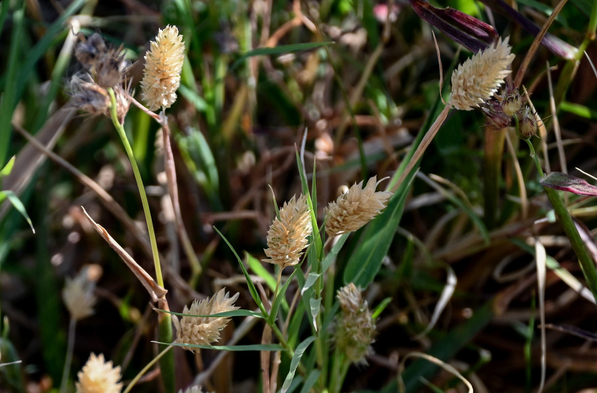 Изображение особи Phalaris minor.