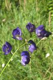 Aconitum flerovii