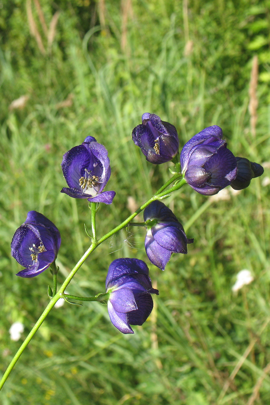 Изображение особи Aconitum flerovii.