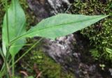 Hieracium distractifolium