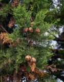 Cupressus sempervirens. Верхушка ветви с шишками. Грузия, Имеретия, монастырь Моцамета, в культуре. 14.06.2023.