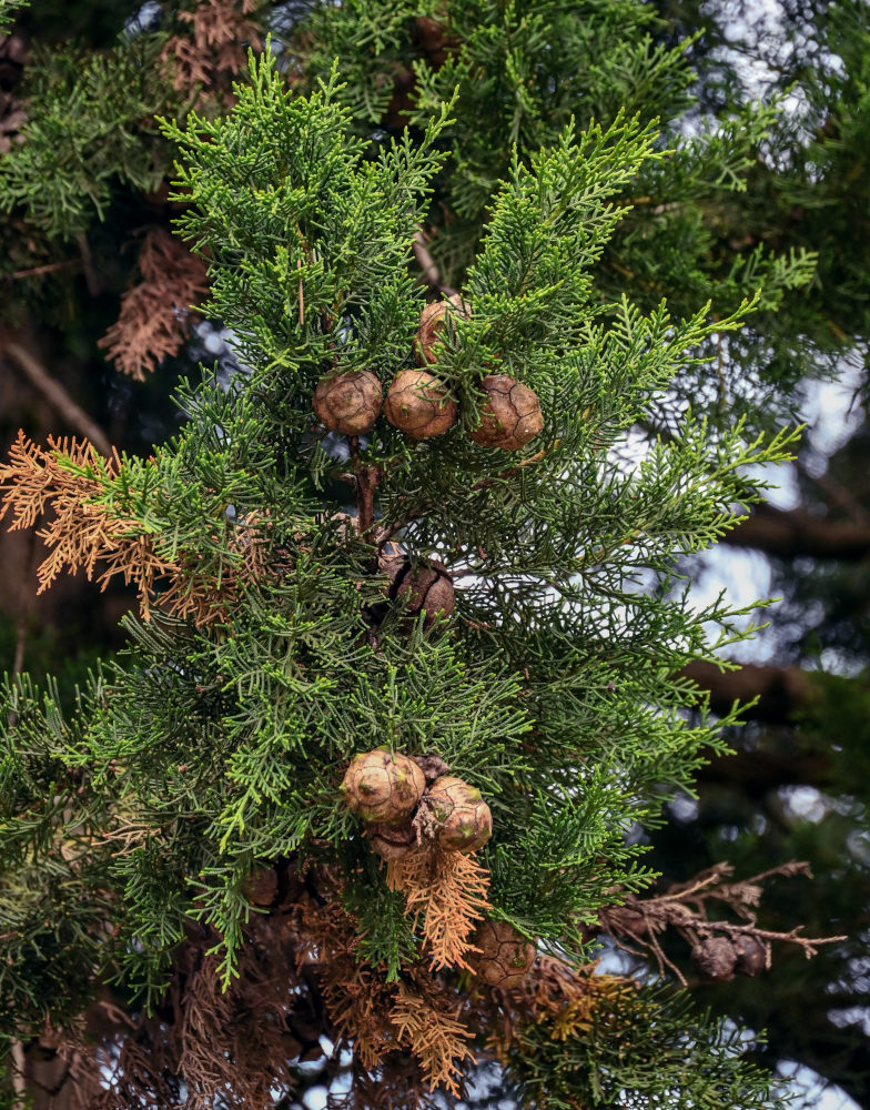 Image of Cupressus sempervirens specimen.