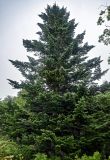 Abies sachalinensis. Крона взрослого дерева. Сахалин, Холмский гор. округ, окр. мыса Слепиковского, опушка смешанного леса. 26.08.2023.