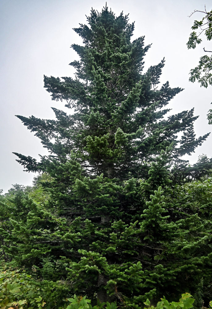 Изображение особи Abies sachalinensis.